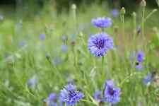 Organic cyanus blue for sale  LONDON