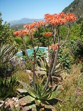 Aloe saponaria hardy for sale  Walterboro
