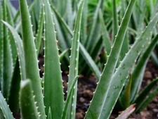 Cuttings large aloe for sale  Laguna Hills