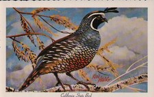 California valley quail for sale  Cashton