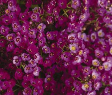 Usado, ALYSSUM ORIENTAL NIGHTS Lobularia Maritima - 1.000 sementes a granel comprar usado  Enviando para Brazil