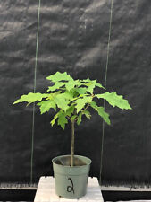 Pin oak bonsai for sale  Patchogue