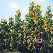 Zwiebeln riesen sonnenblume gebraucht kaufen  Kaiserslautern