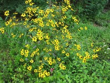 Rudbeckia triloba brown for sale  Jasper