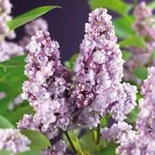 Syringa vulgaris french for sale  WOLVERHAMPTON