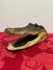 Jumbo alligator head for sale  High Ridge