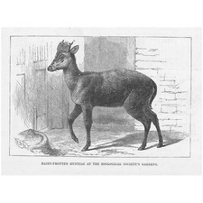 Hairy fronted muntjac for sale  GLASGOW