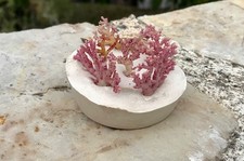 Corail rouge antilles d'occasion  Pradines