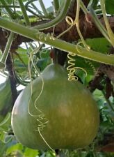 Ball gourd lagenaria gebraucht kaufen  Westheim