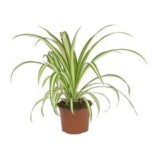 spider plant for sale spider plant for sale PRENTON