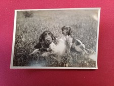 Irish english setter gebraucht kaufen  Schönebeck (Elbe)