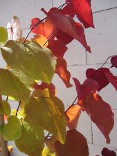 Cercis canadensis eternal gebraucht kaufen  Zetel