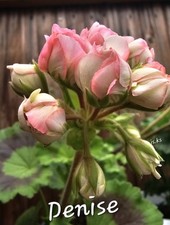 Pelargonie geranie denise gebraucht kaufen  Naila