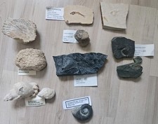pflanzen fossilien gebraucht kaufen pflanzen fossilien gebraucht kaufen Jößnitz