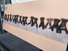 Greyhound racing memorabilia for sale  MANCHESTER