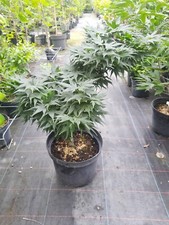Acer palmatum mikawa gebraucht kaufen  Dillingen a.d.Donau