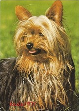 499 yorkshire terrier gebraucht kaufen  Perleberg