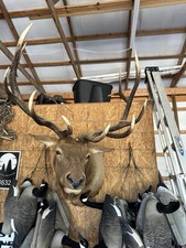 Bull elk mount for sale  Salem