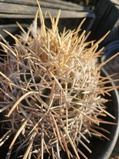 Xeranthemoides cactus 6.5 for sale  Lancaster