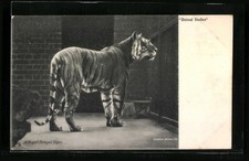 Ansichtskarte royal bengal gebraucht kaufen  Berlin