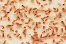 Stock moina macrocopa for sale  BIRMINGHAM