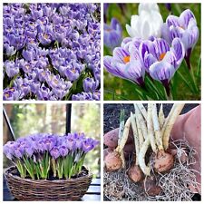 Crocus bulbs pickwick for sale  WISBECH