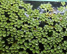 eck aquarien gebraucht kaufen eck aquarien gebraucht kaufen Stuttgart