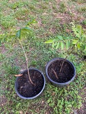Curry leaf plant for sale  Raleigh