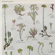 Sedum 199 plante d'occasion  Quimper