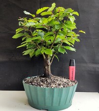 Good hornbeam bonsai for sale  WREXHAM