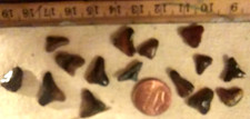 shark teeth for sale shark teeth for sale Fredonia