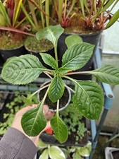 Impatiens niamniamensis parrot for sale  GLASGOW