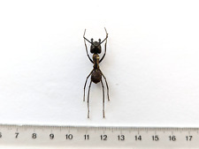 Camponotus gigas aufgespannte gebraucht kaufen  Ludwigsburg