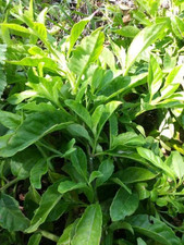 Longevity spinach plants for sale  Port Richey
