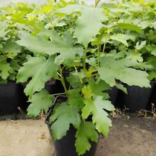 Feigenbaum gustissimo perretta gebraucht kaufen  Detmold