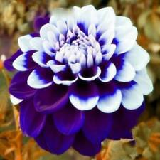 Rare beautiful purple for sale  Bourg