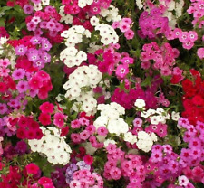 Phlox seeds 300 for sale  Berwyn