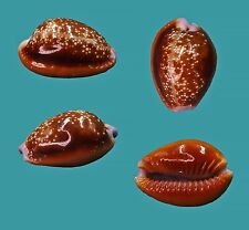 Cypraea helvola 24.8 usato  Italia