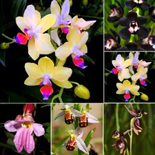 Rare graine orchidée d'occasion  Expédié en France