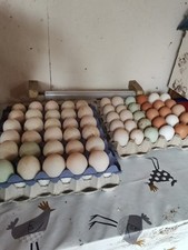 Freshly laid gourmet for sale  CULLOMPTON