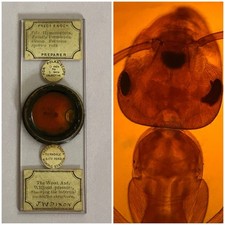 Corrediça de microscópio antiga. Mostrando a formiga de madeira. Por Fred Enock. comprar usado  Enviando para Brazil