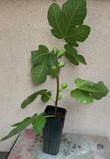 Malta black fig for sale  Fresh Meadows
