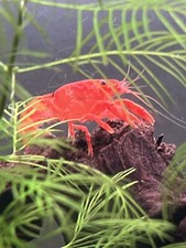 cajun dwarf crayfish for sale cajun dwarf crayfish for sale Oviedo