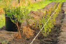 10st liguster valifolium gebraucht kaufen  Saterland