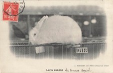 Rabbit angora 52632 d'occasion  Expédié en Belgium