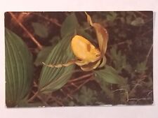 Yellow lady slipper for sale  Shipping to Ireland