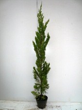 Kaizuka ibukitree height for sale  Shipping to United Kingdom