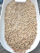 Weizen futterweizen einzelfutt gebraucht kaufen  Döbern