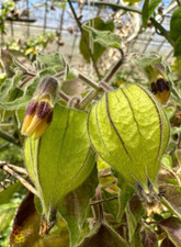Cuttings giant goldenberry for sale  Aptos