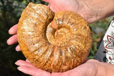 Grande ammonite mesopuzosia d'occasion  Pont-à-Mousson